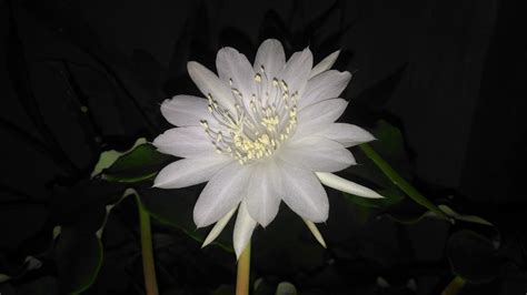 gecenin kraliçesi çiçeği kokusu